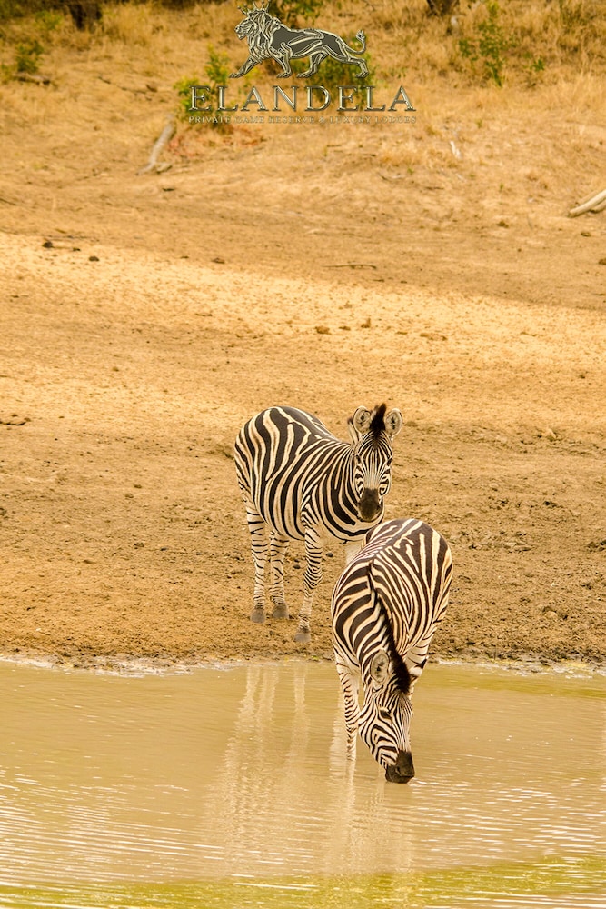 Elandela Private Game Reserve And Luxury Lodge 43/50
