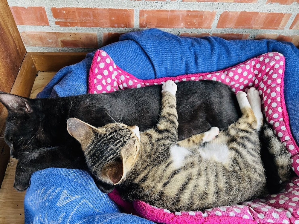 Cat Sky Country Homestay 21/45