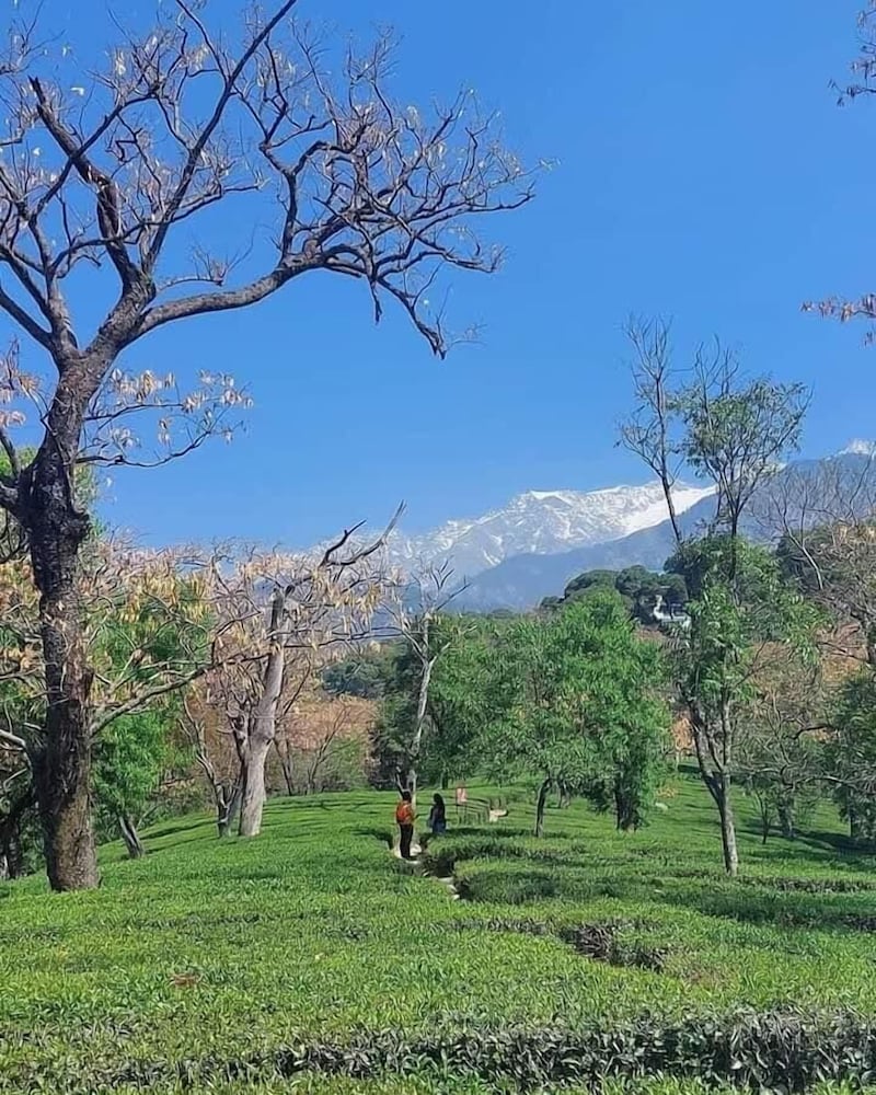 Mastiff Select Mandavya Dharamkot, McLeodganj 55/61