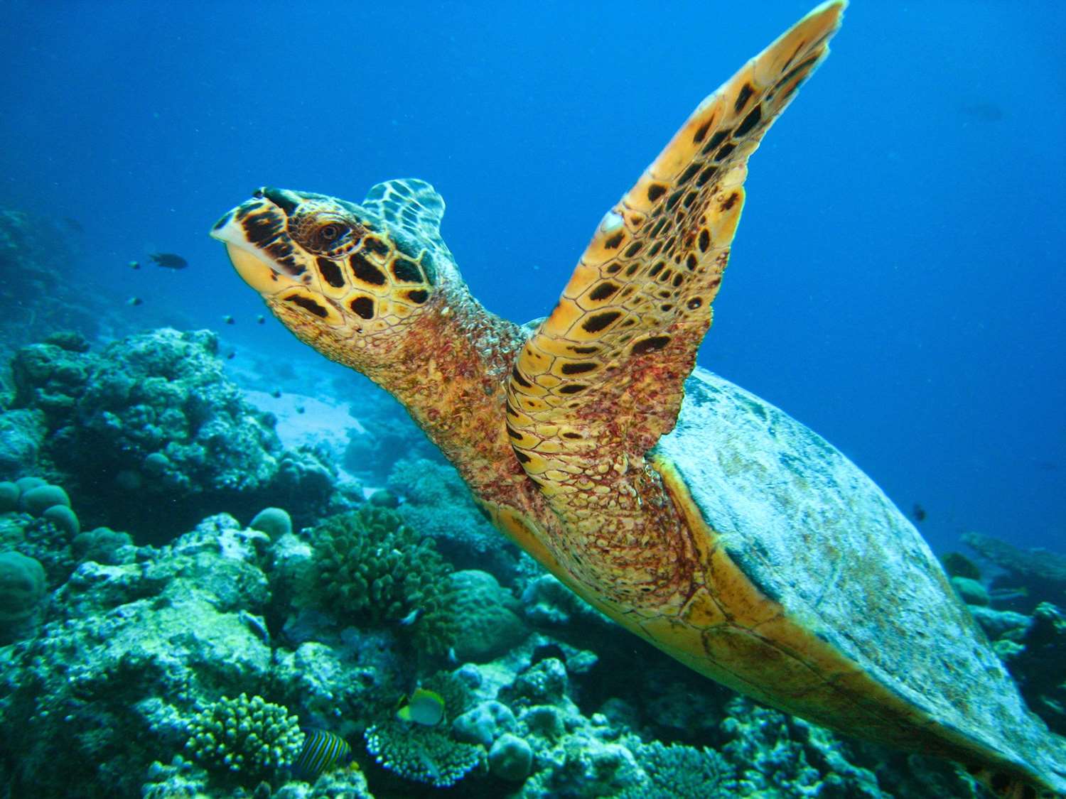 JA Manafaru, Maldives 41/49