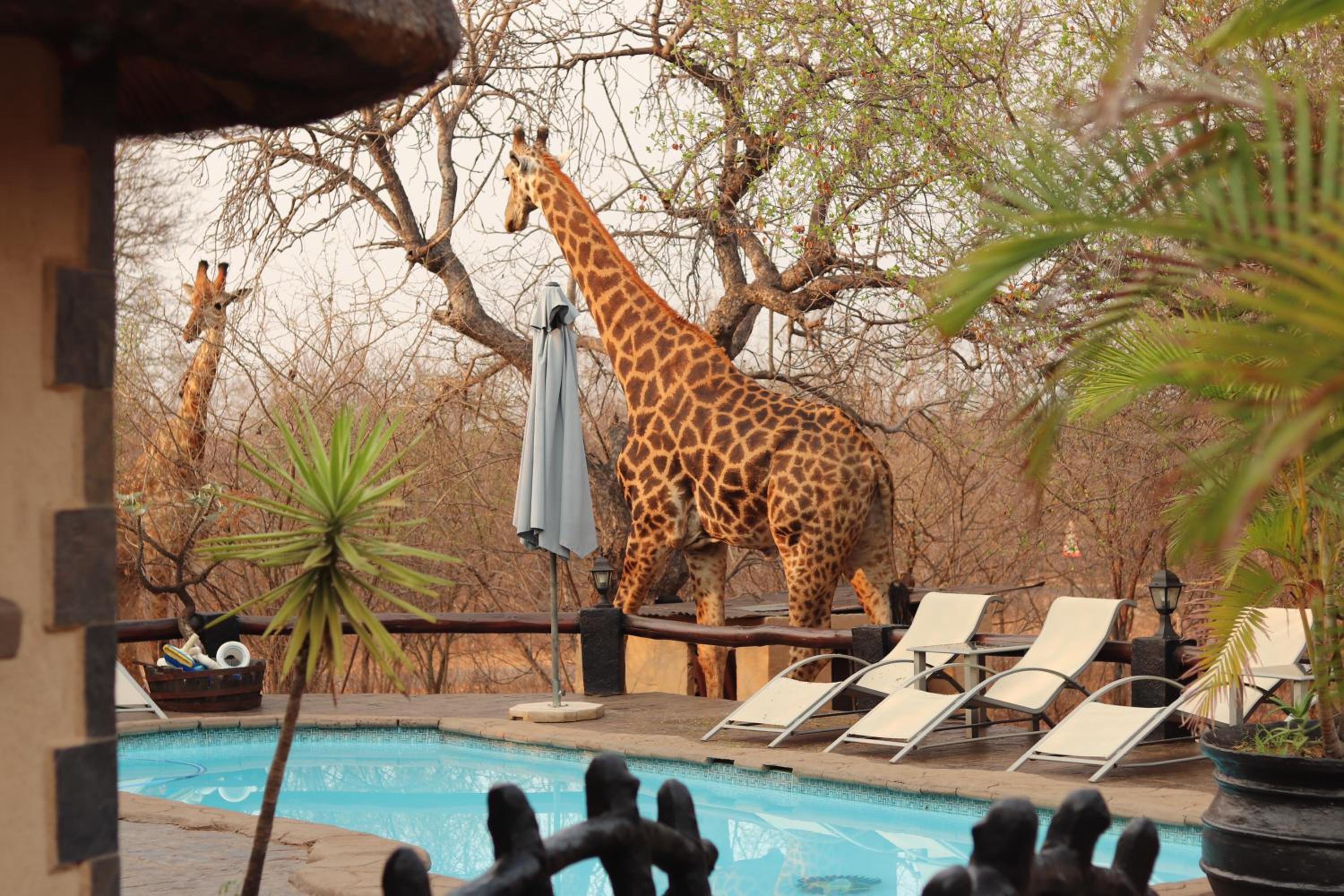 African Rock Lodge 56/82