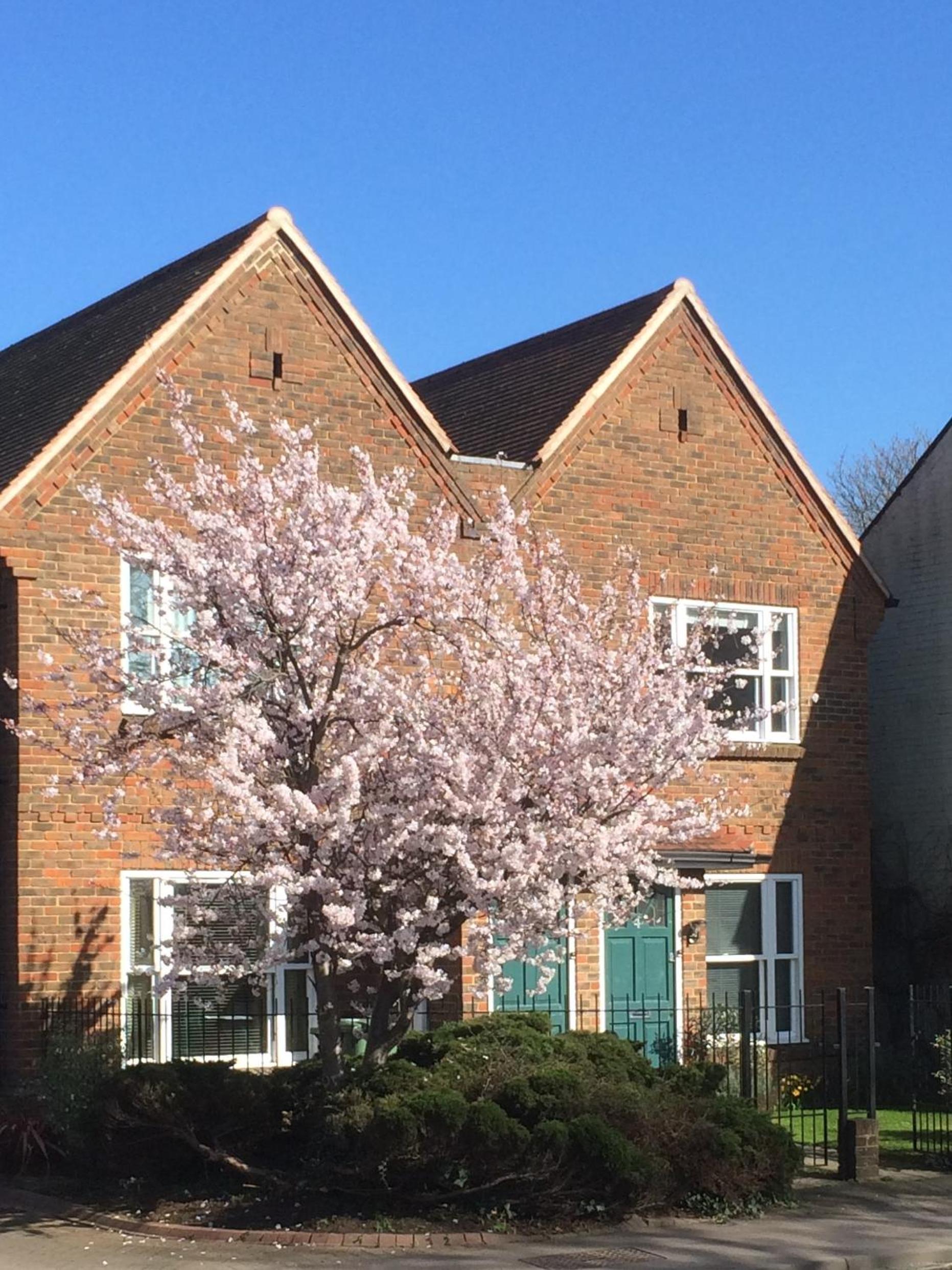 3 Summertown Court 1/17