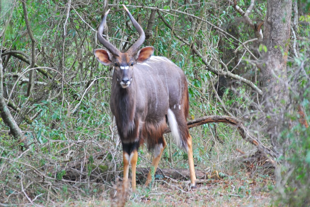 Bushlands Game Lodge 36/45