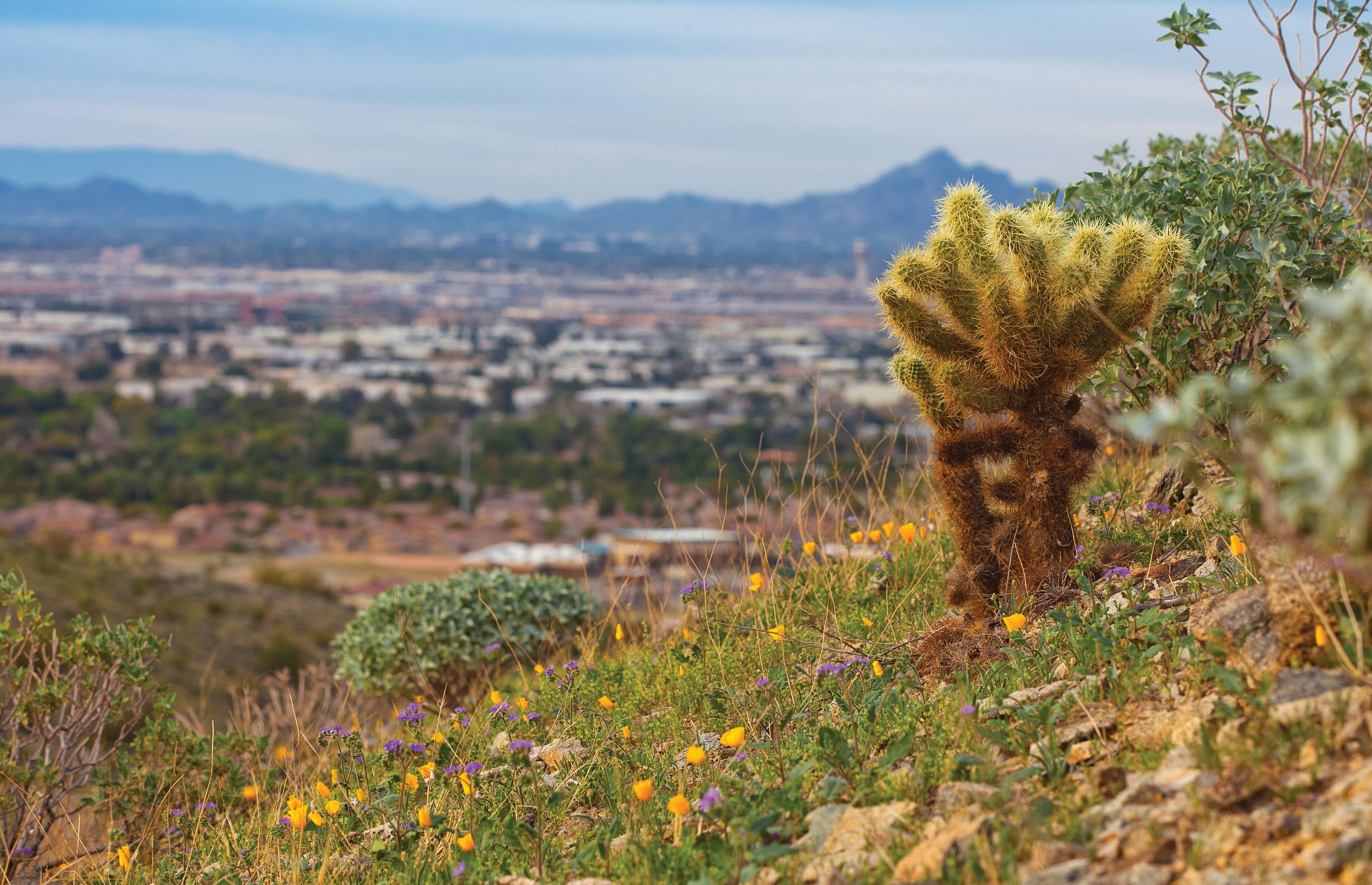 Worldmark Phoenix South Mountain Preserve 22/50