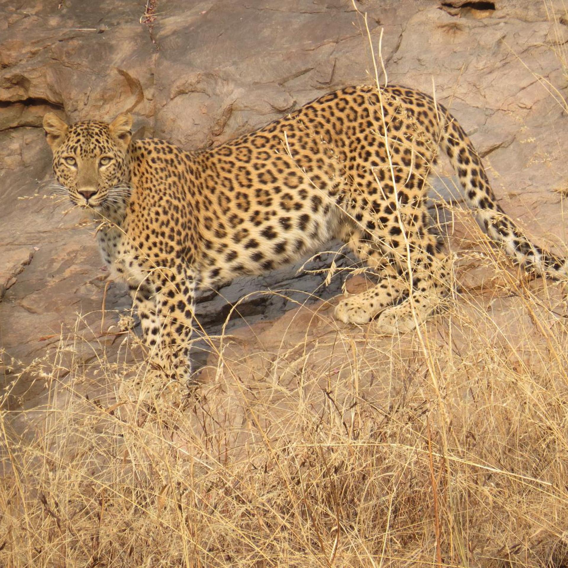 Treebo Rajputana Ranthambore 25/50