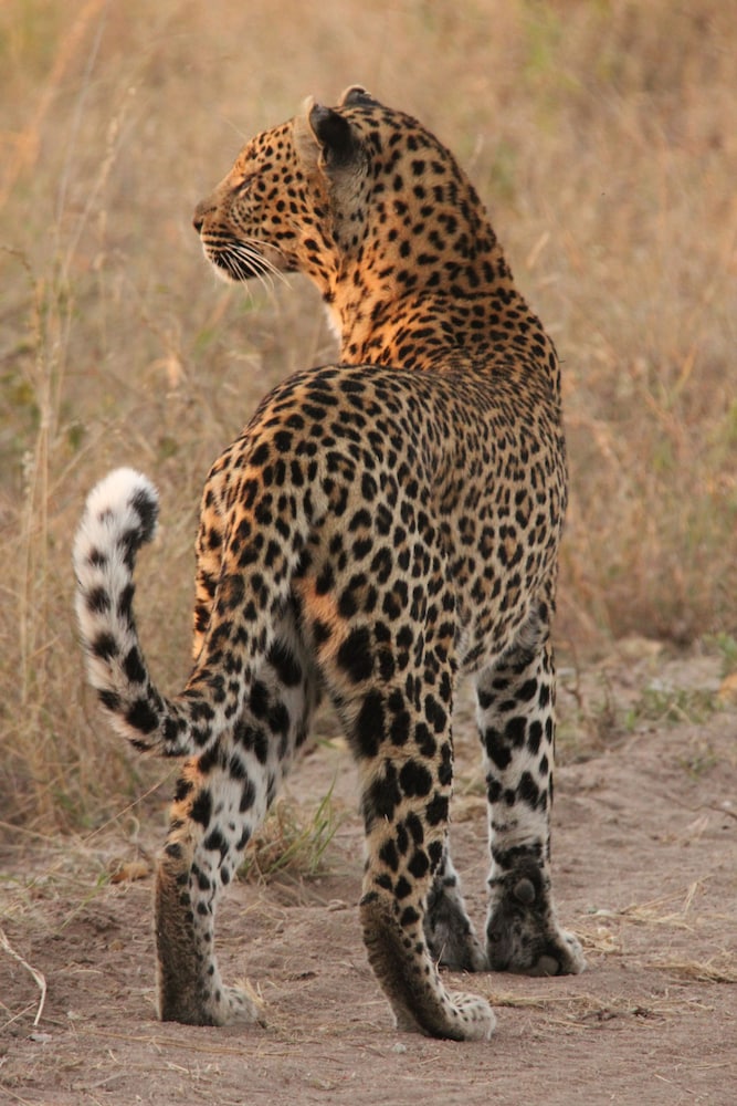 Leopard Mountain Safari Lodge 67/74