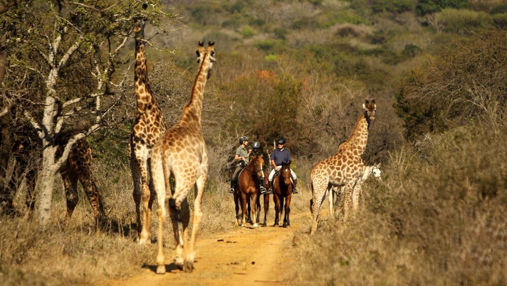Pakamisa Private Game Reserve 22/34