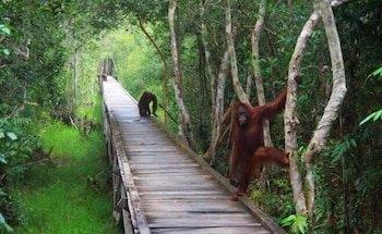Rimba Orangutan Eco Lodge 8/43