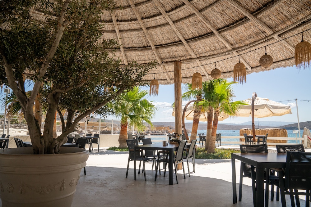 Cocos The Club Solto 63/80
