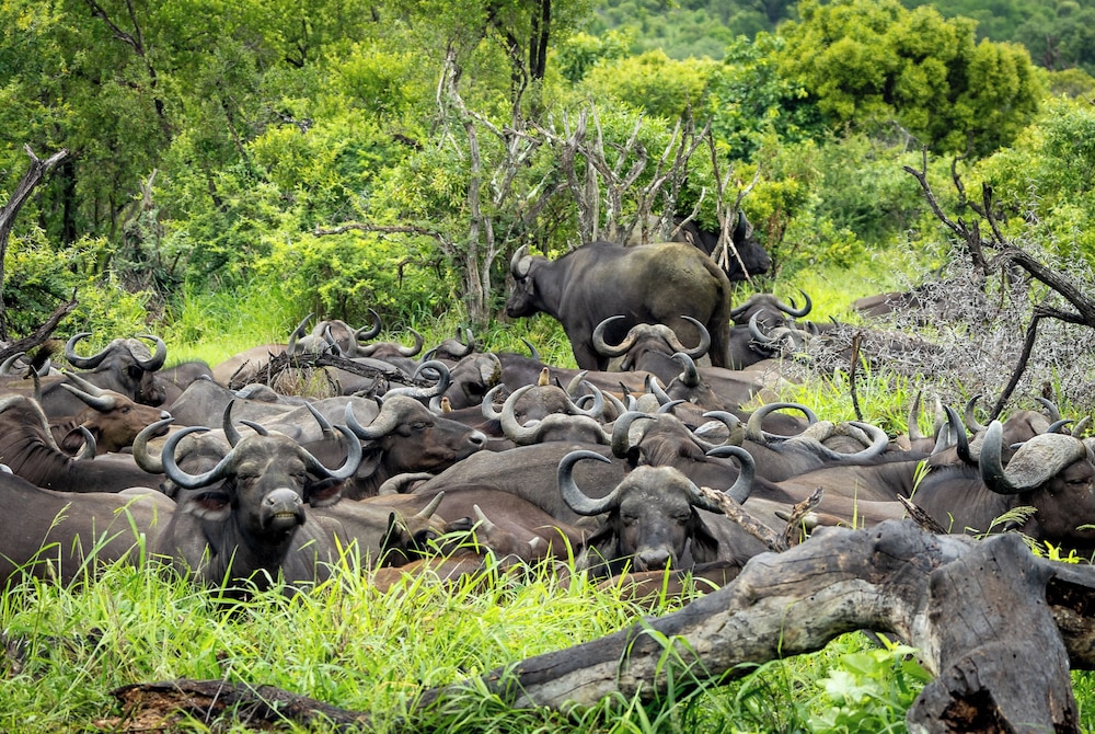 Tangala Safari Camp 41/50