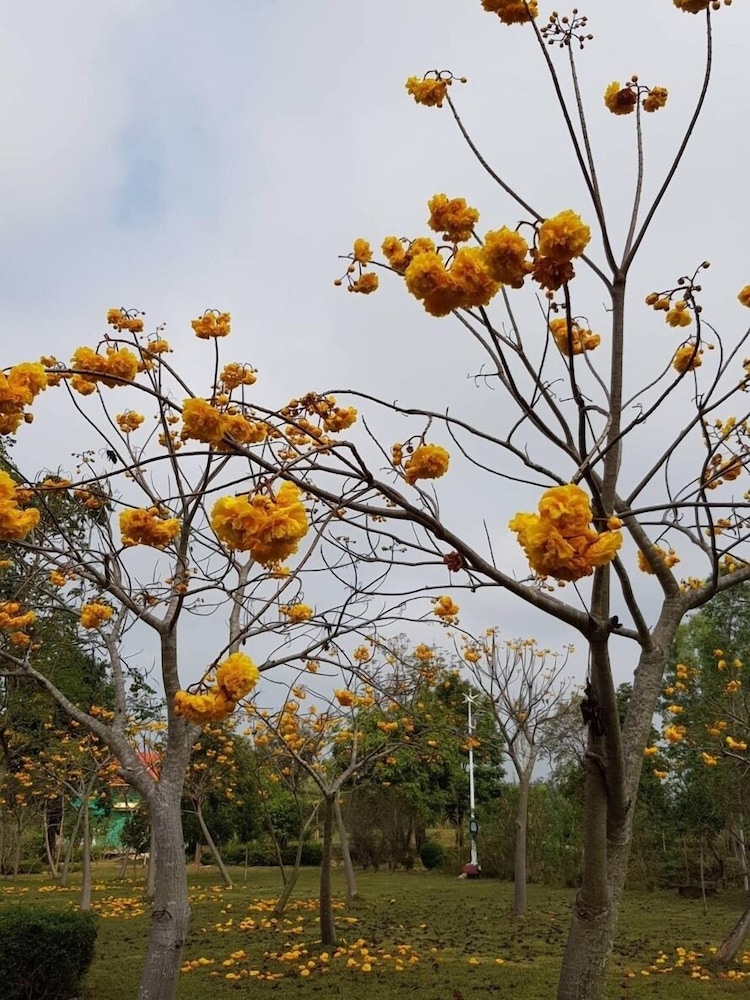 Suan Phueng Pa Wai Resort 38/50