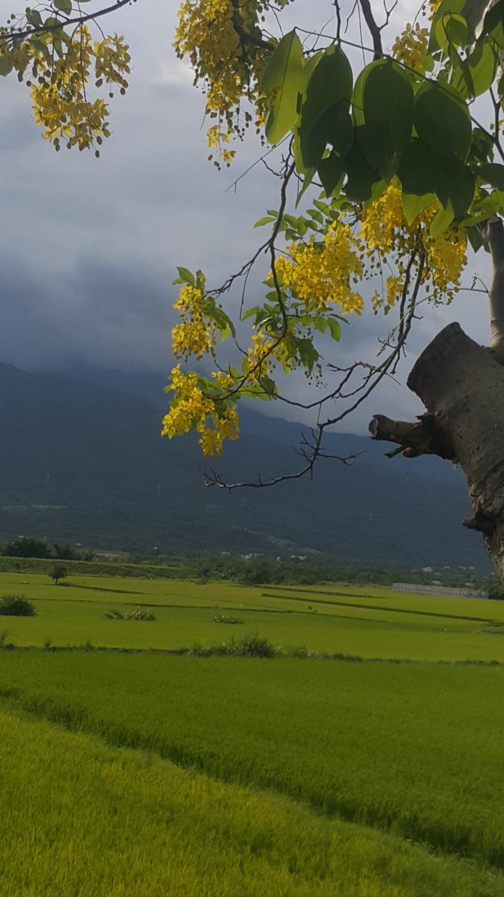 Hualien Pine 41/50