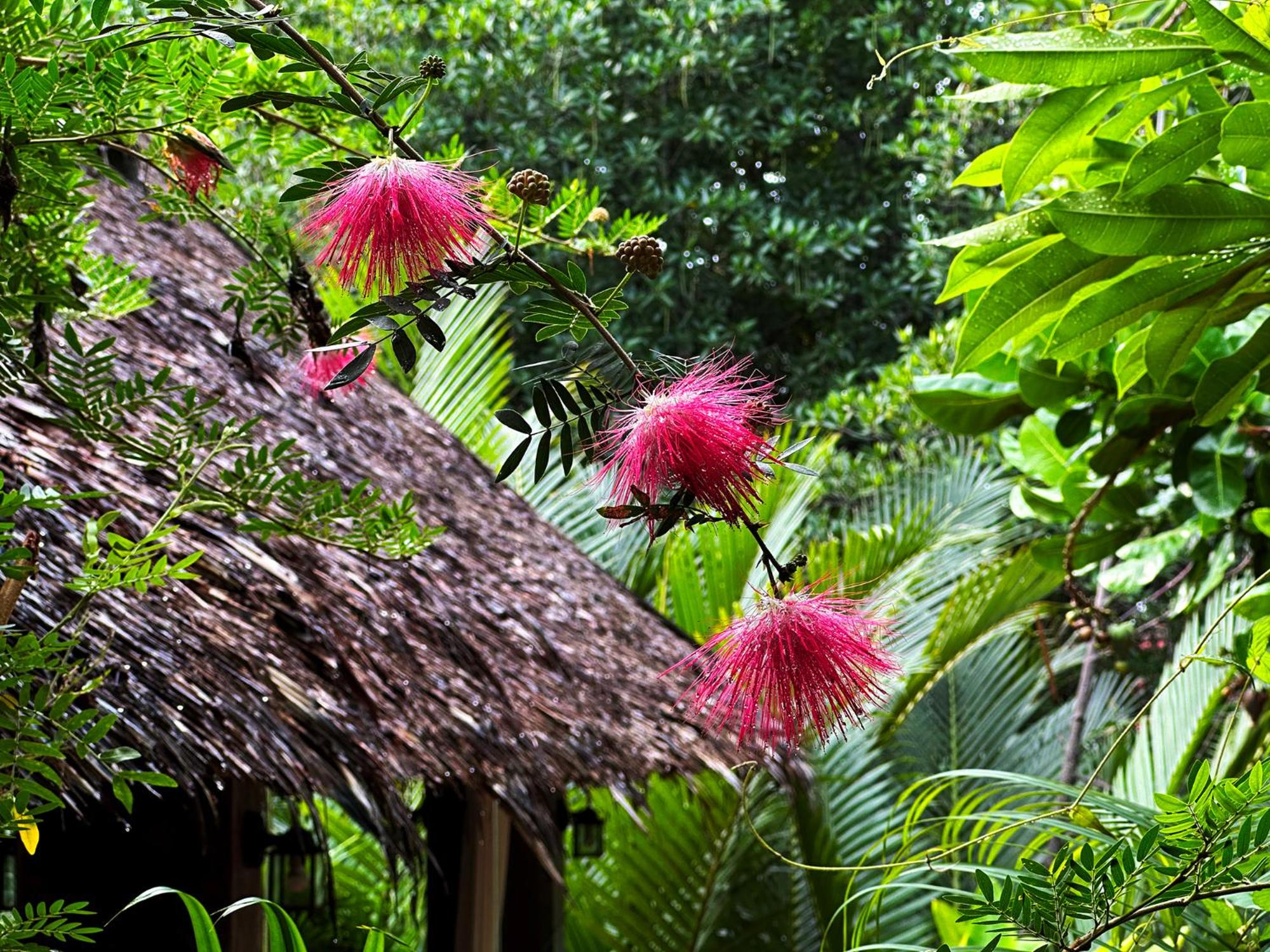 Dreamville Koh Phangan 40/55