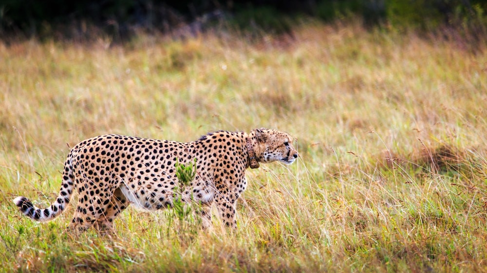 Hlosi Game Lodge 67/73