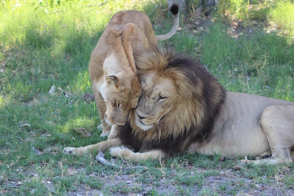 Khwai Tented Camp 42/50