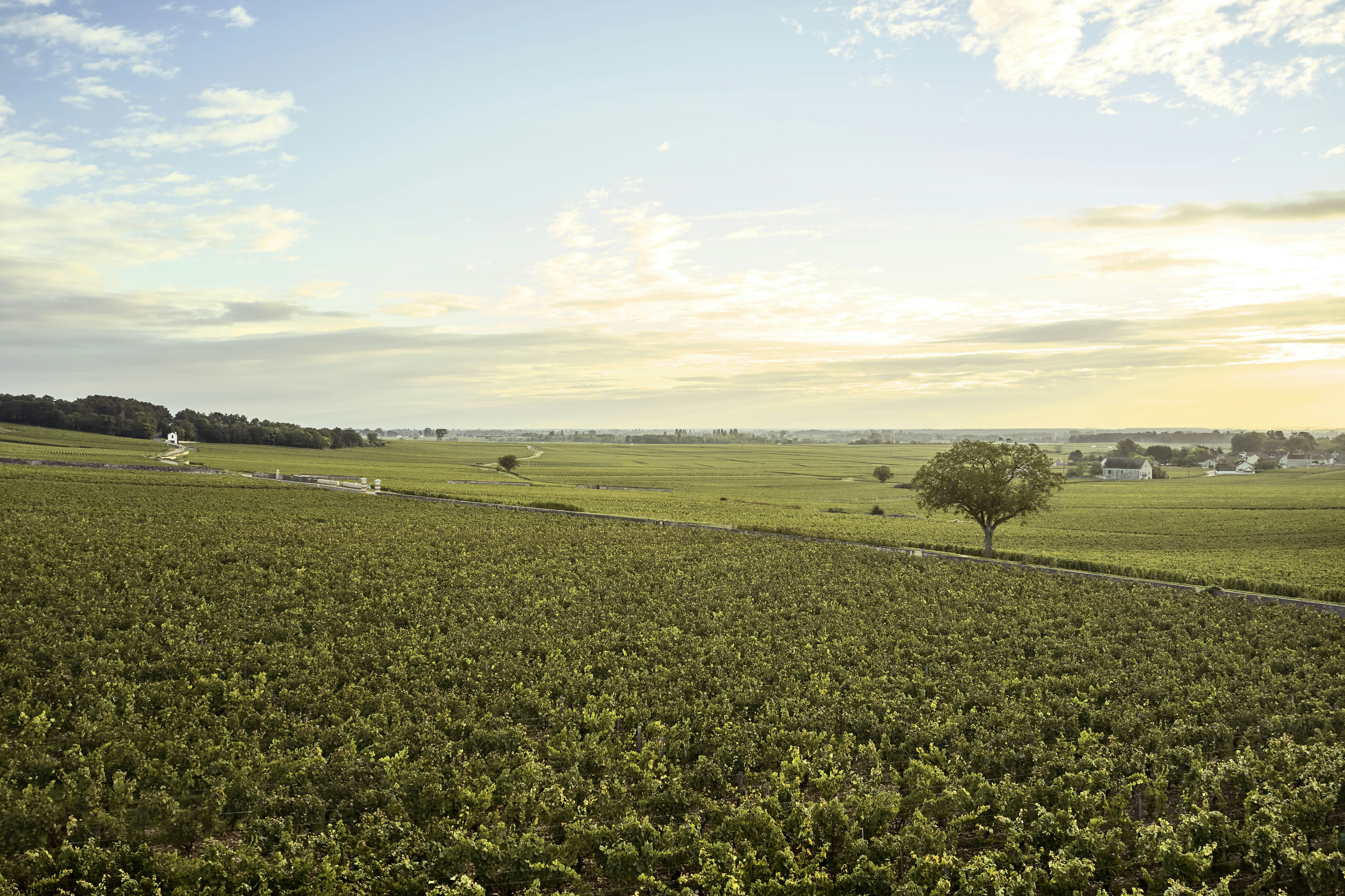 COMO Le Montrachet 44/50