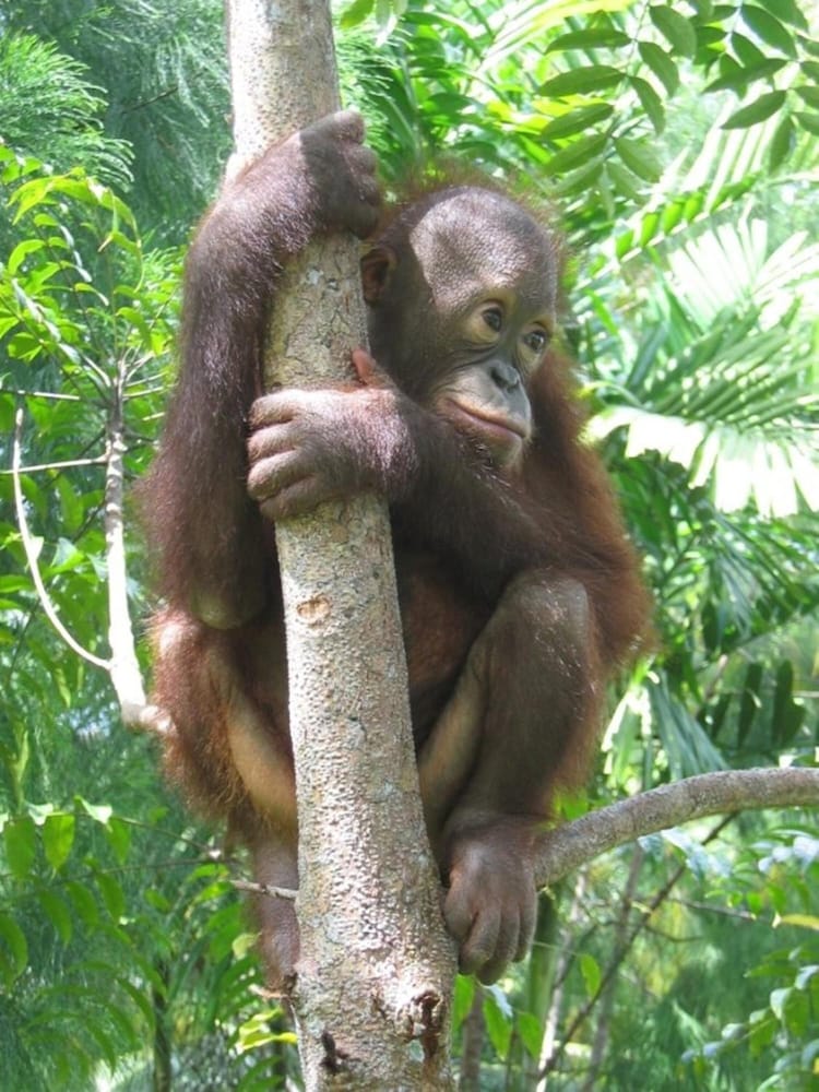 Sepilok Jungle Resort 60/62