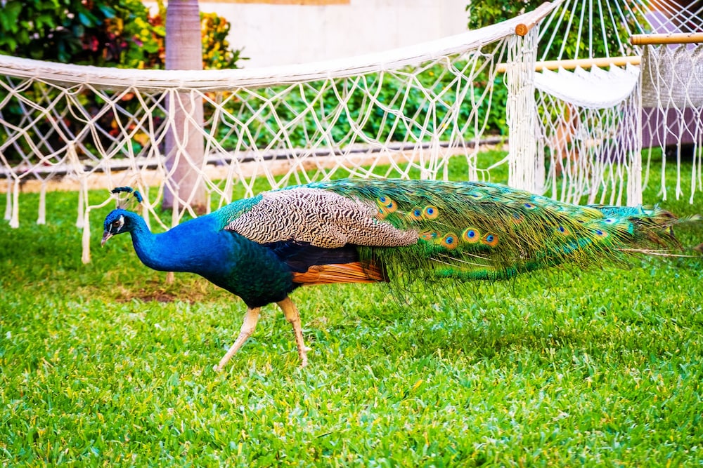 Hotel Palacio Maya 75/83