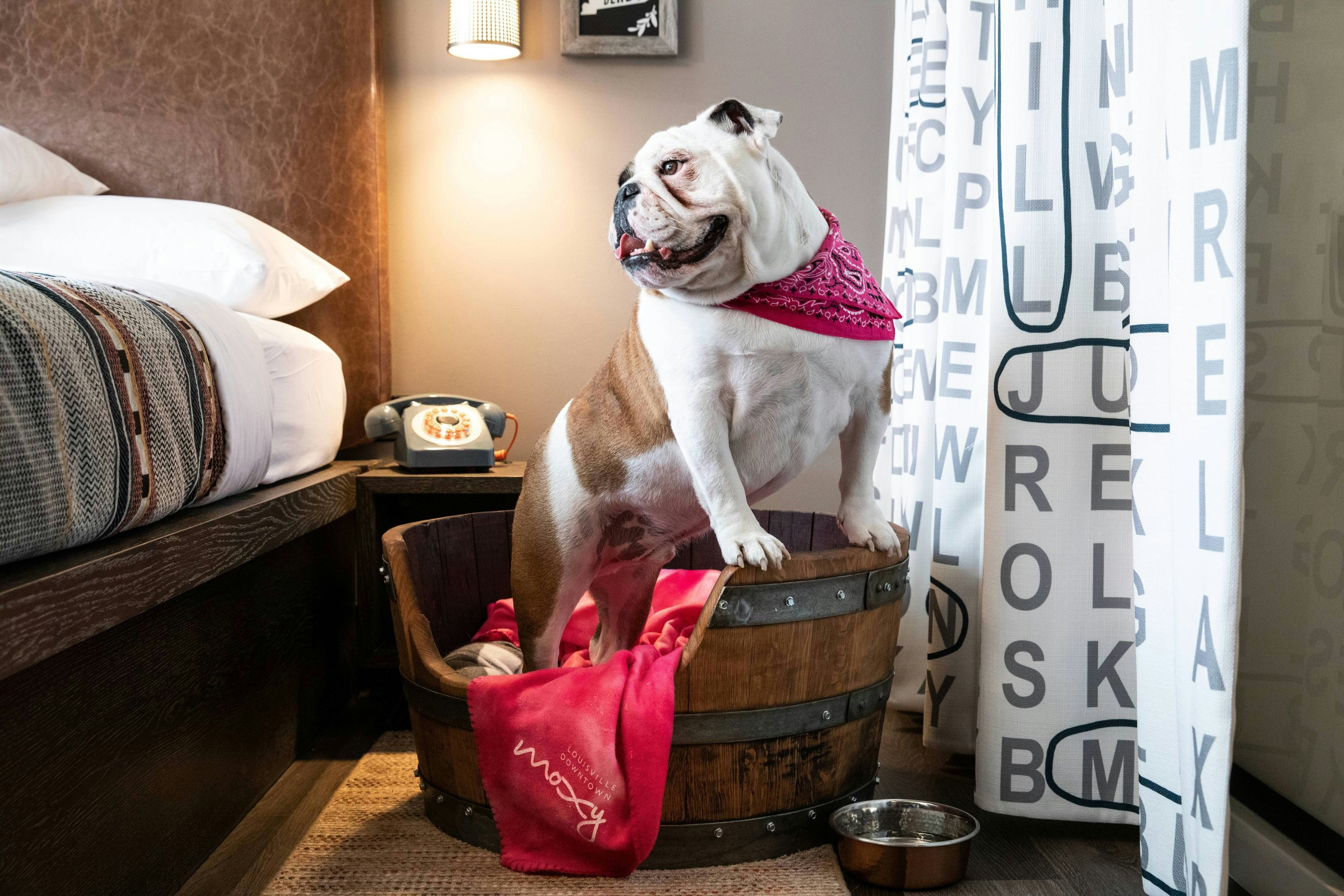 Moxy Louisville Downtown 27/61