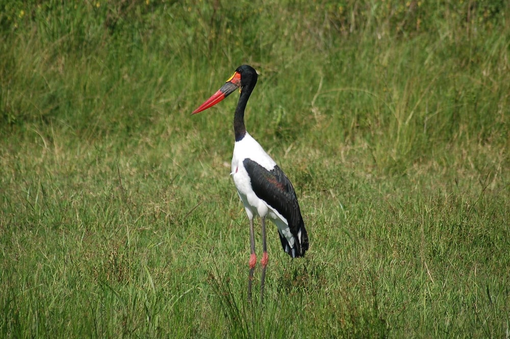 Mara Intrepids Tented Camp 12/49