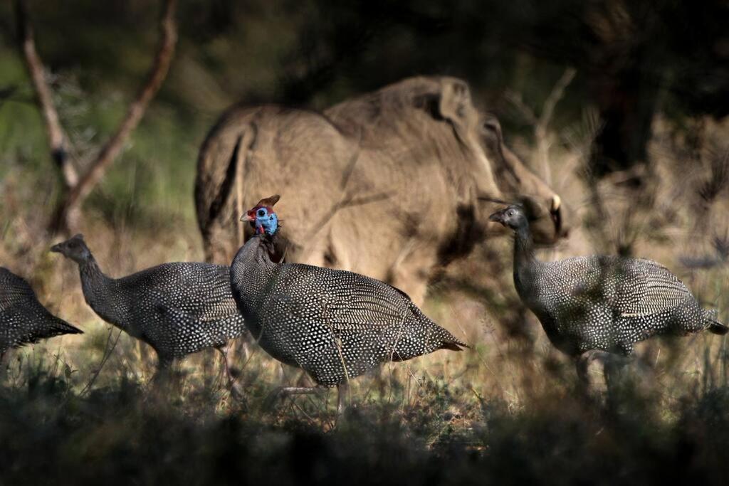Eden Safari Country House 27/33