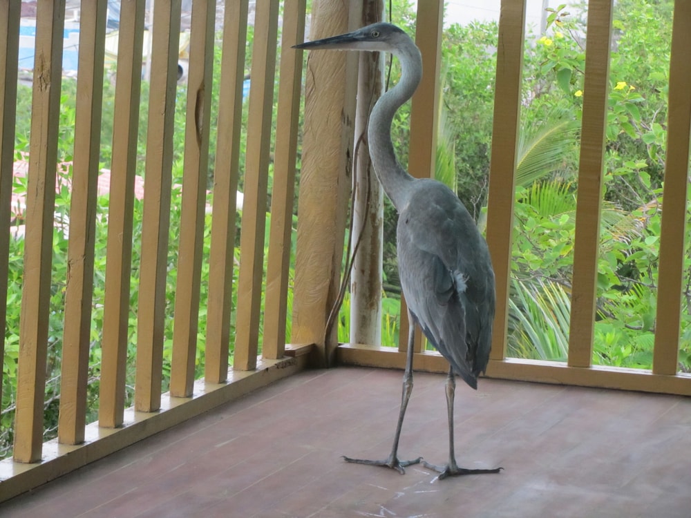 Galapagos Chalet 29/57
