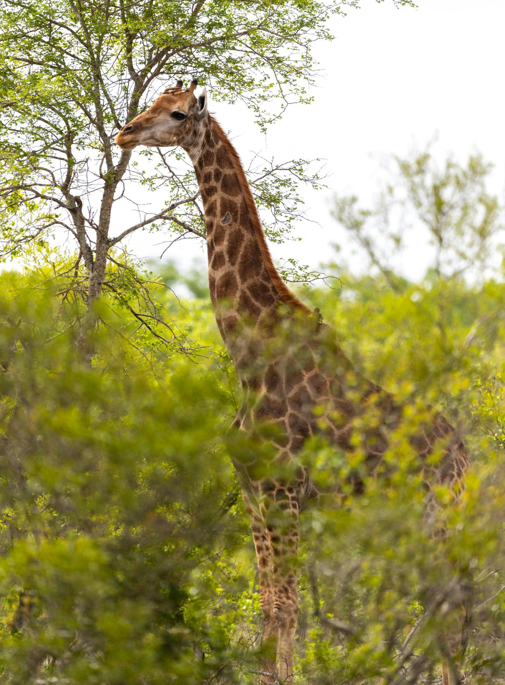 Cheetah Plains Private Game Reserve 85/96