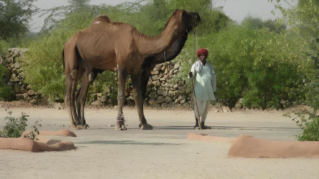 BISHNOI VILLAGE CAMP AND RESORT - 22 KM from Jodhpur 7/13