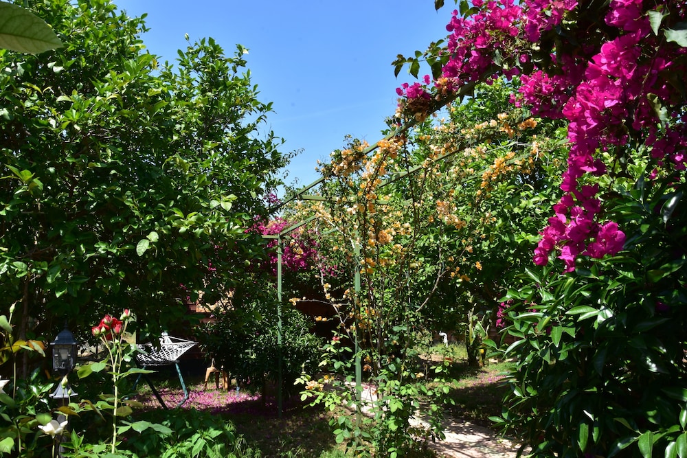 Lemon Garden Lodge 38/50