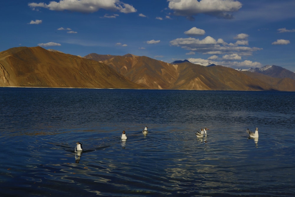 The Driftwood Ladakh 31/50