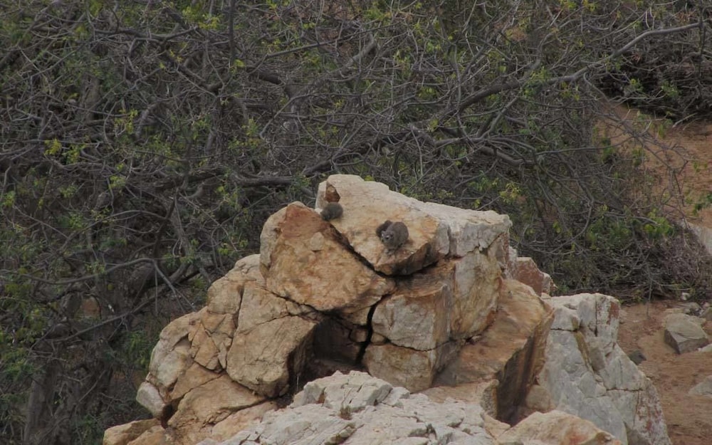 Adansonia Eco Lodge 18/22