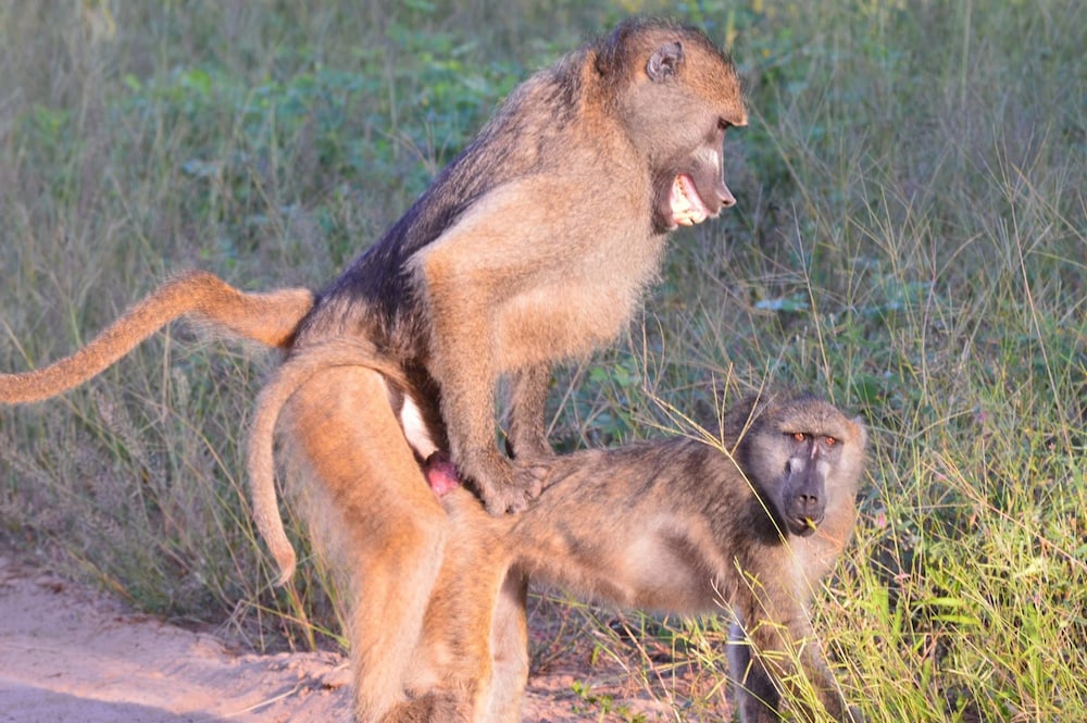 Khwai Tented Camp 43/50