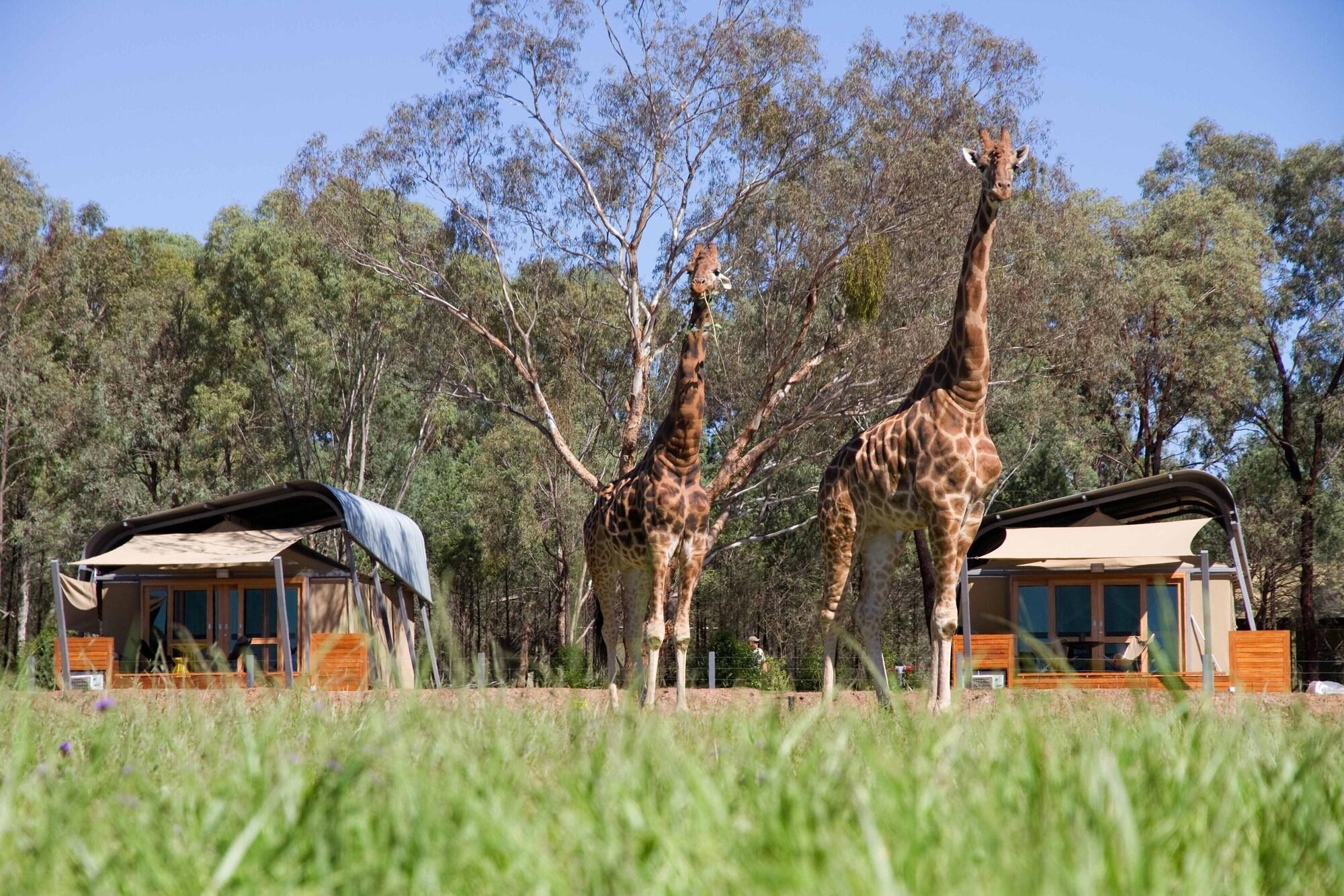 Zoofari Lodge 11/13