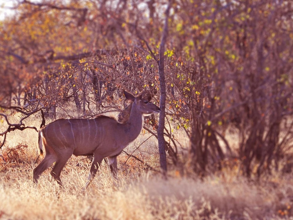 Dinkweng Safari Camp 20/41