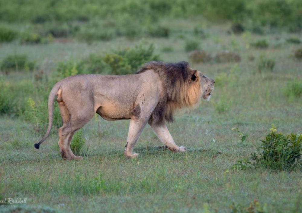 Camp Ndlovu - All Inclusive 47/56