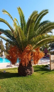 Helena Studios Kefalonia 8/24
