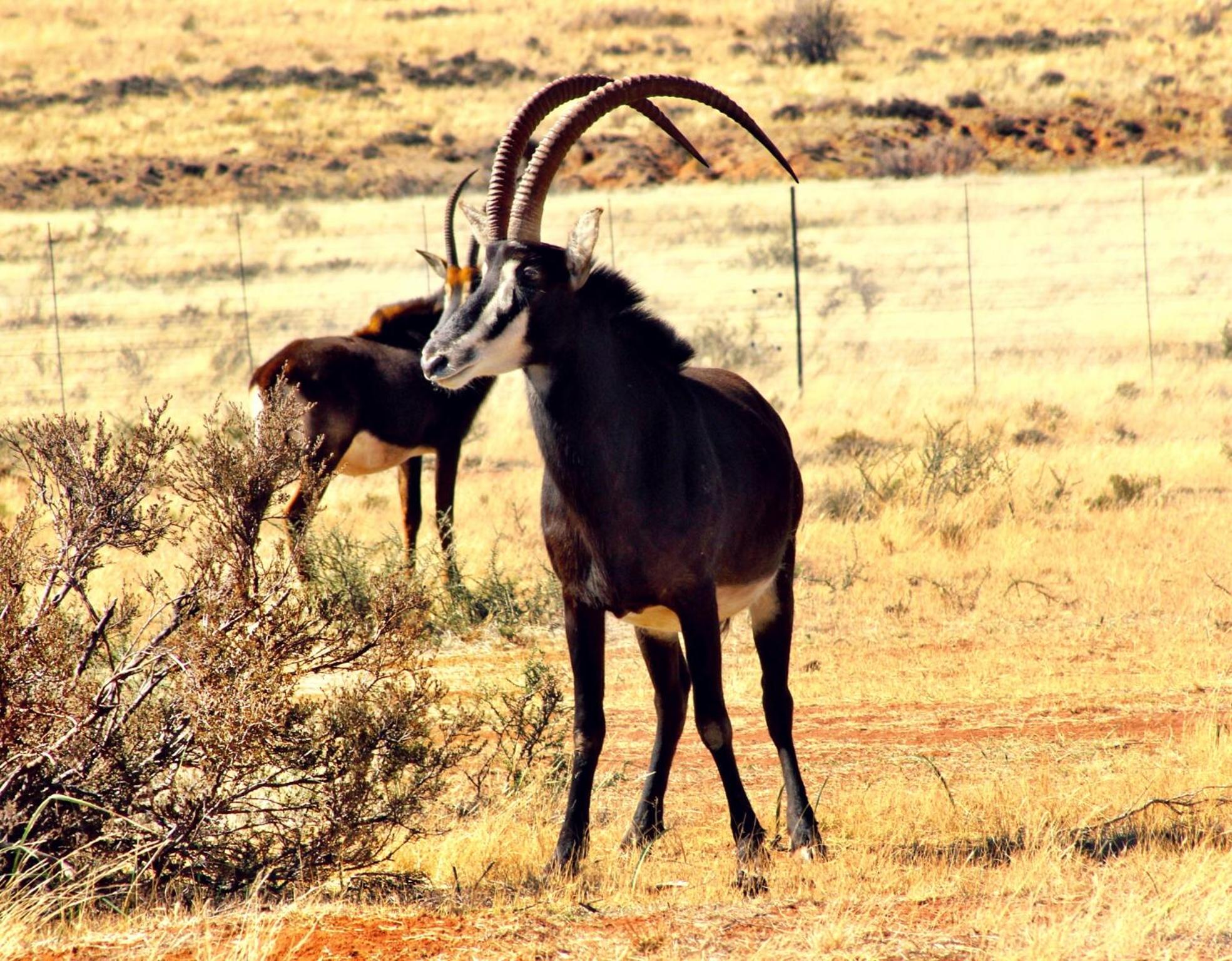 Otterskloof Private Game Reserve 34/38