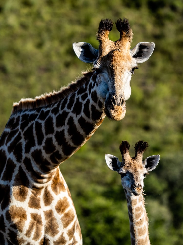 Garden Route Safari Camp 13/50