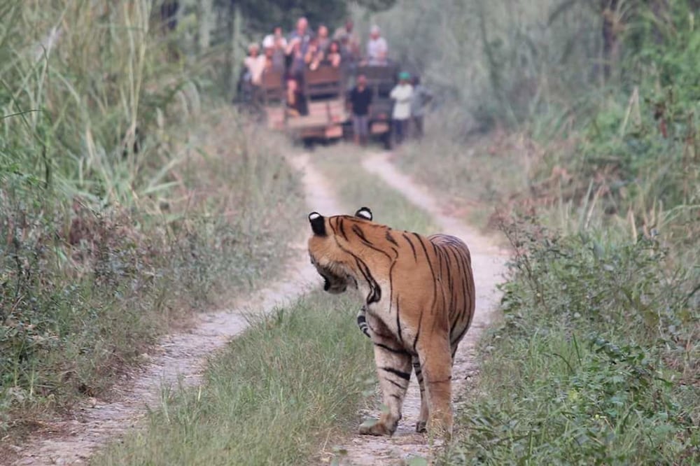 Jungle Wildlife Camp 25/41