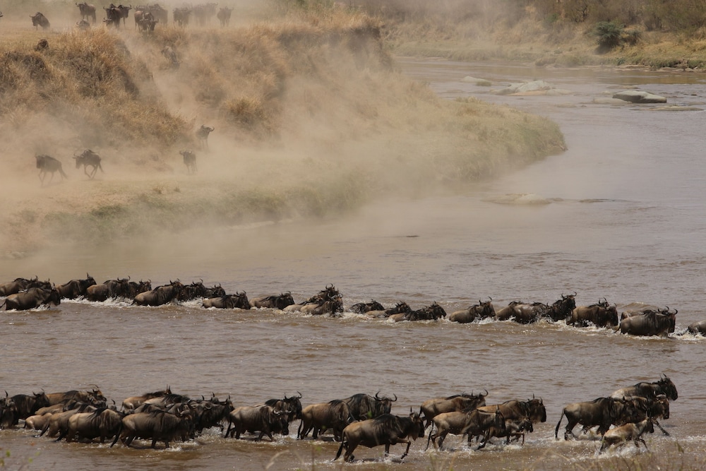 Gnu Mara River Camp 39/50