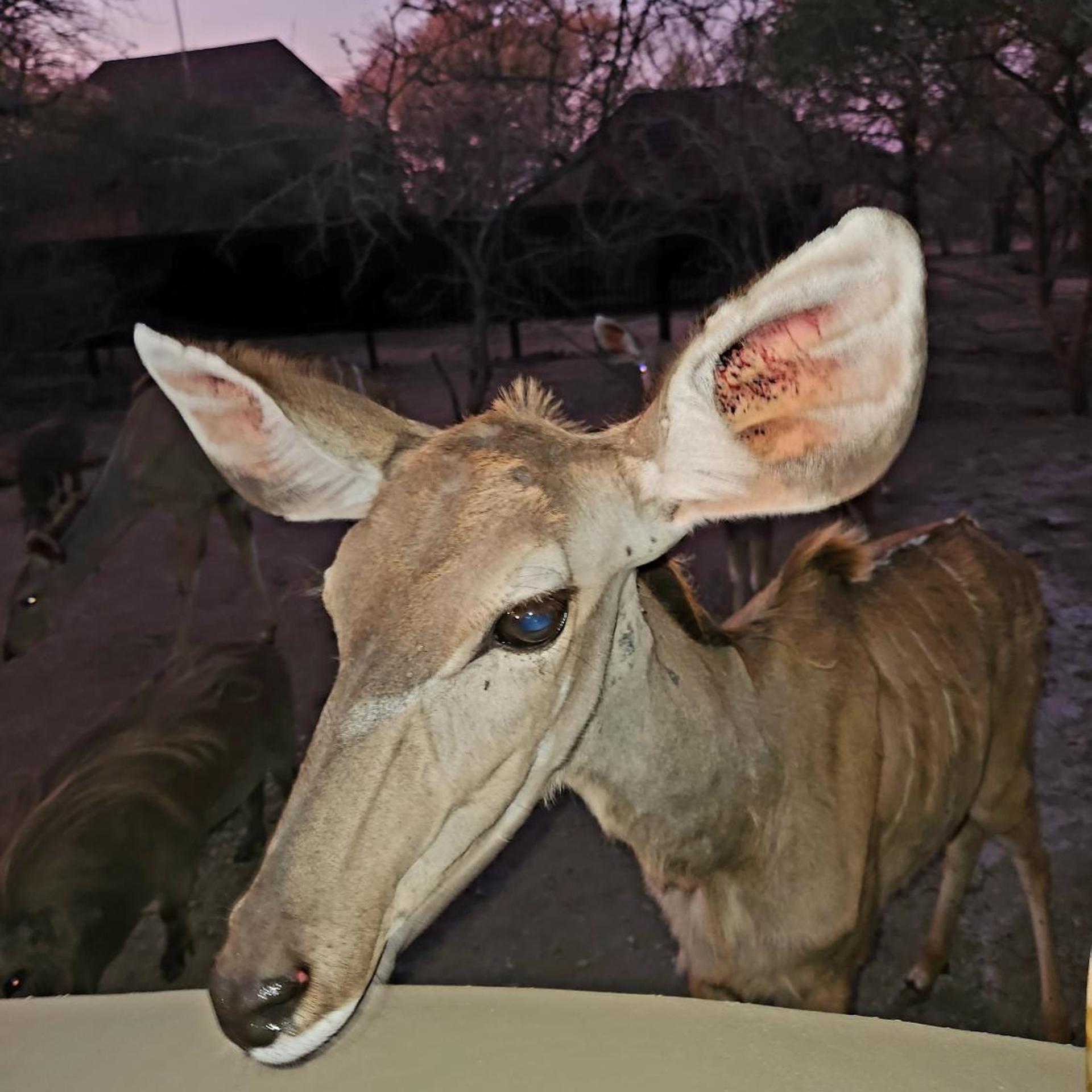 Kudus Crest Bush Retreat [VR] 10/33