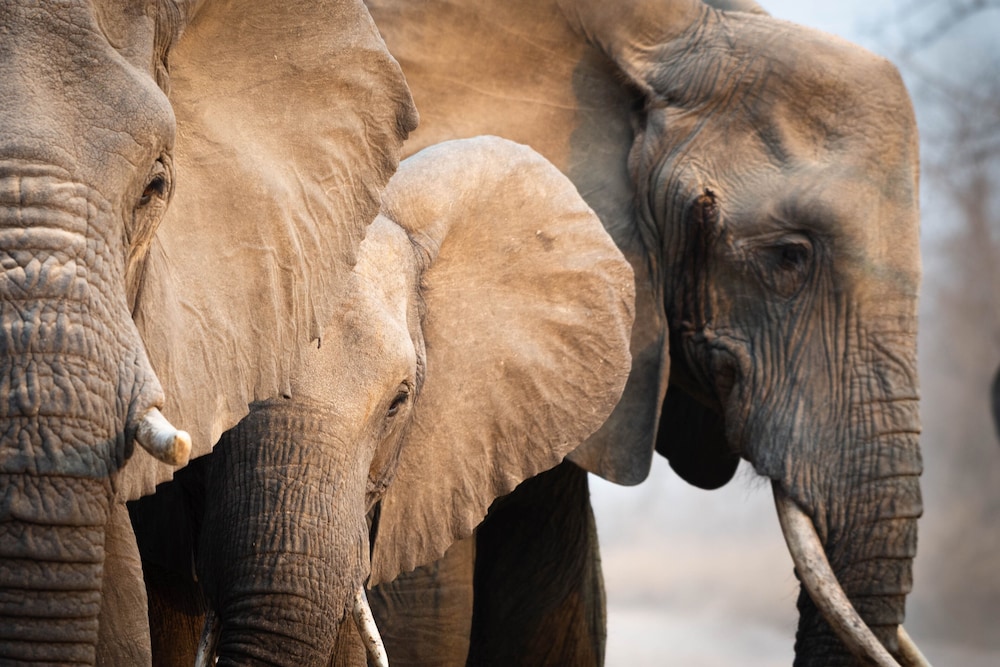 Elephant Plains Game Lodge 8/31