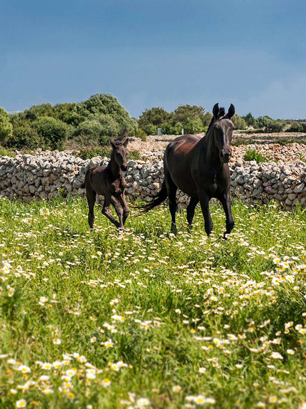 Faustino Gran (ex Can Faustino) 10/12