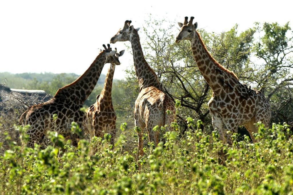 Eden Safari Country House 26/33