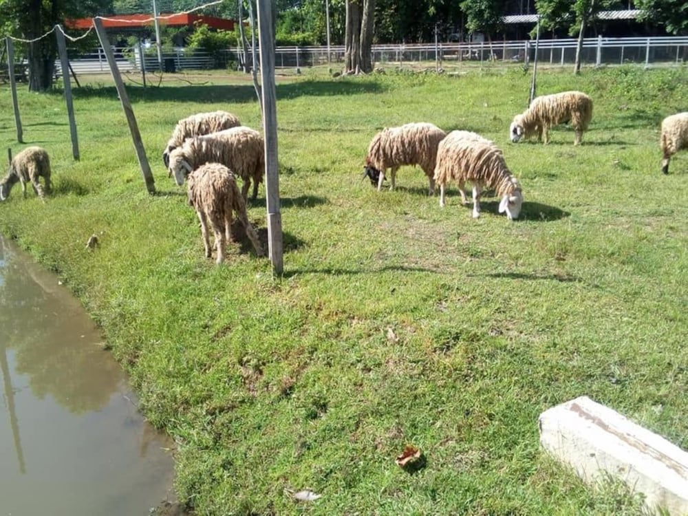 Lampang Green Garden Resort 41/59
