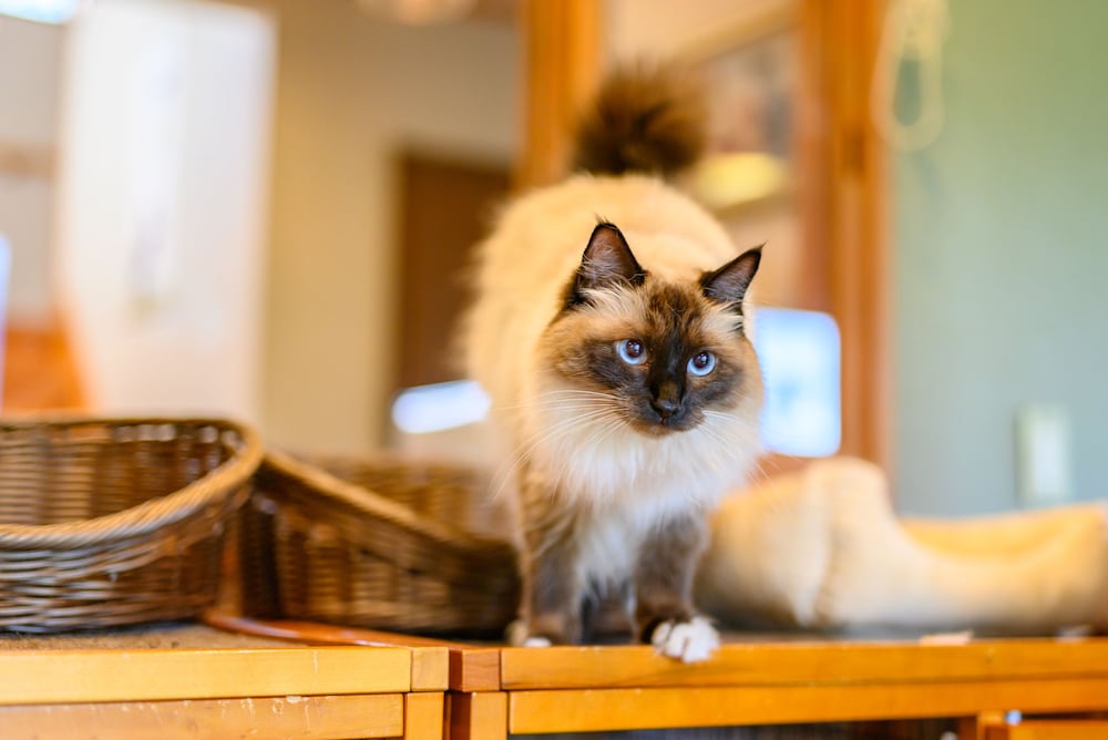 由布院わらねこの宿 写真3