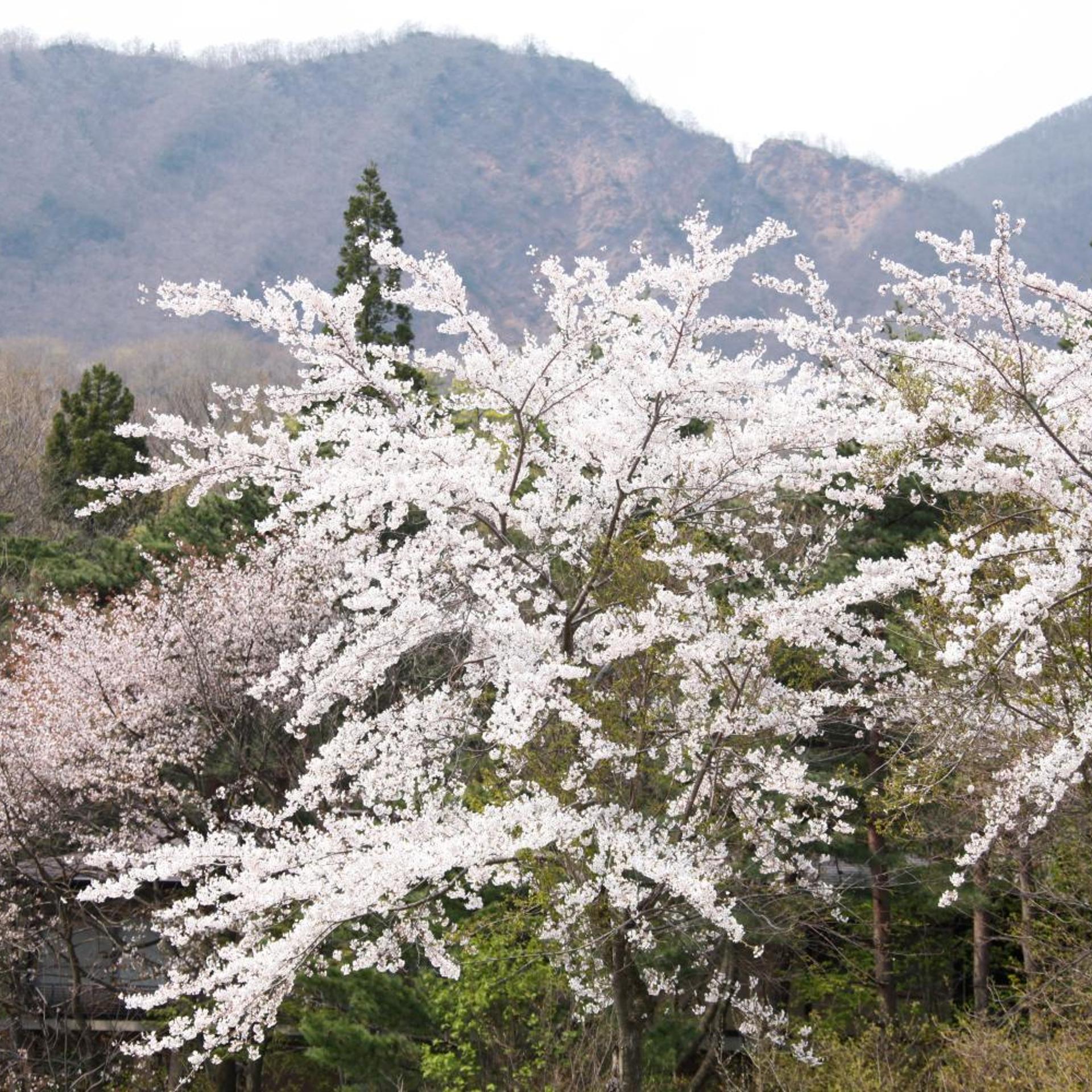 Matsukaneya Annex 37/40