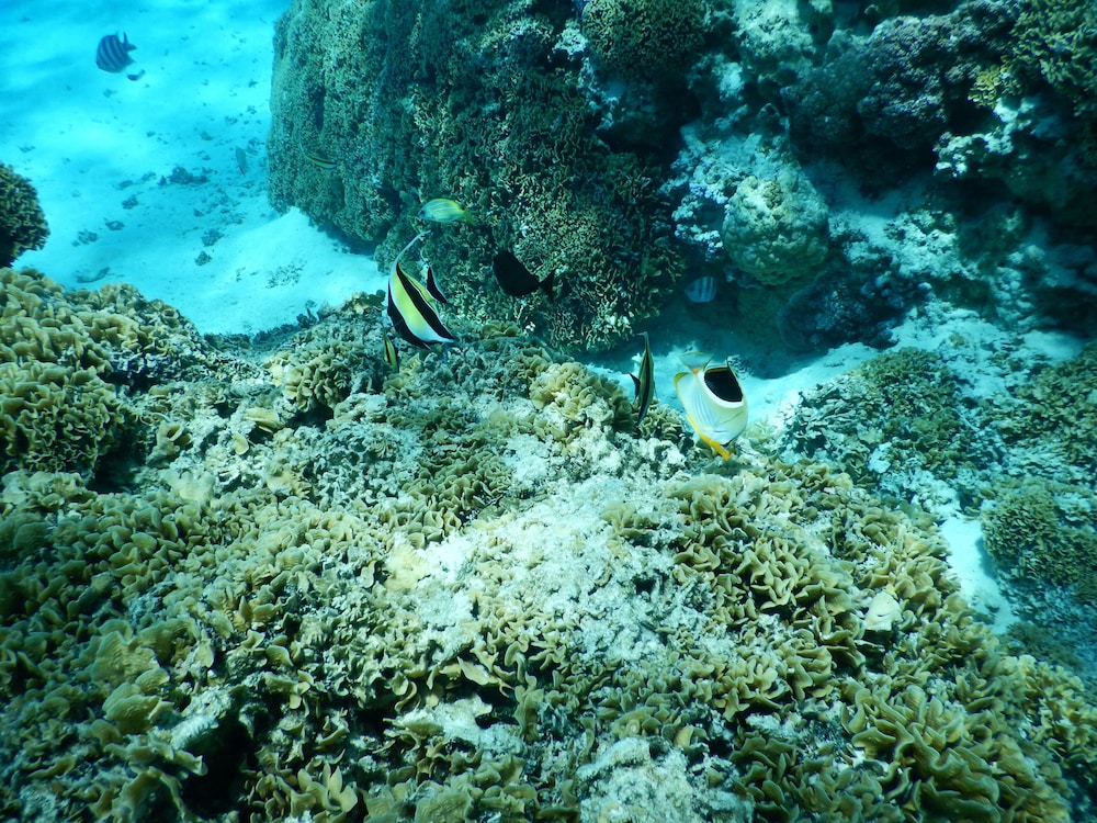 Hotel Maitai Polynesia 40/75