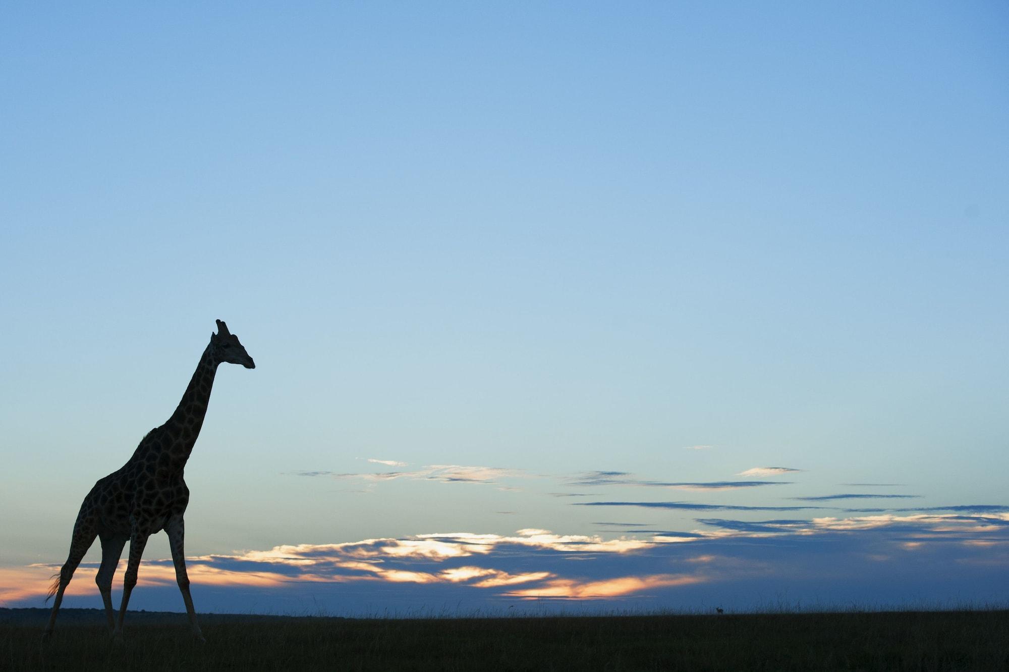 Shamwari Game Reserve - Eagles Crag 35/55