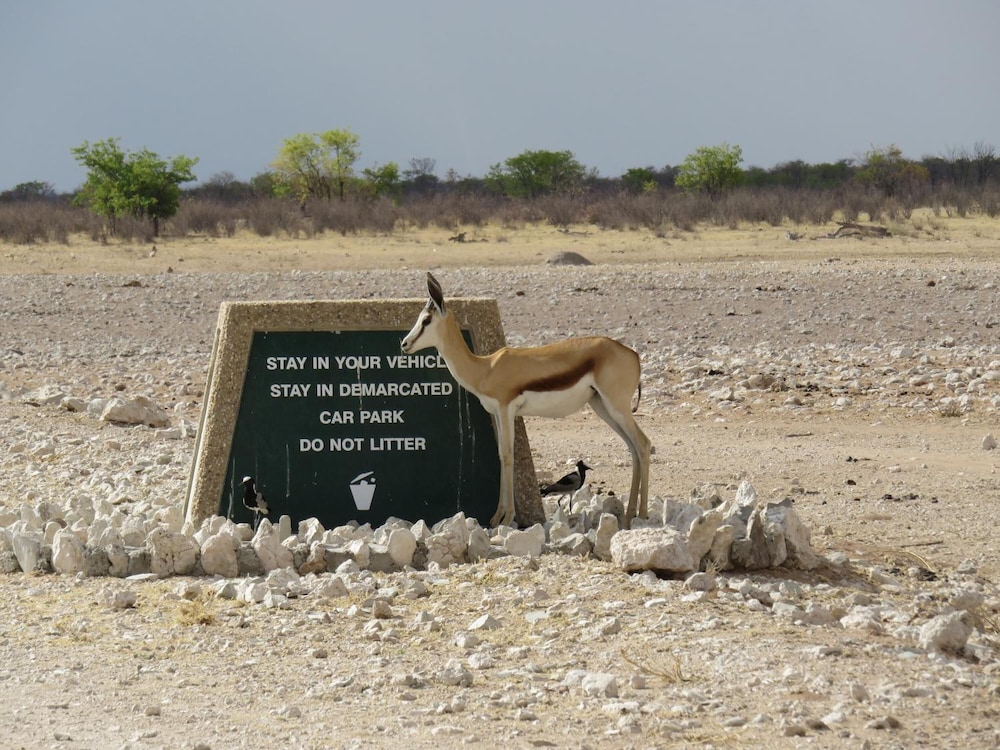 Etosha Safari Camp 32/42